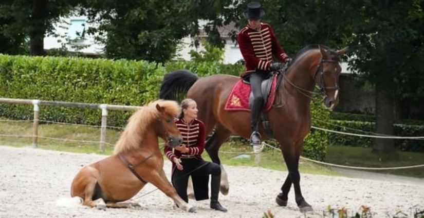 Animations, spectacles et visites pendant L'Eté au Haras à la Roche-sur-Yon