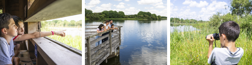 La cité des oiseaux