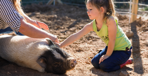 Visiter une ferme avec les enfants !