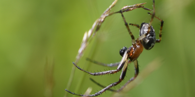 "Bestioles mal aimées", balade à la Réserve des Huttes