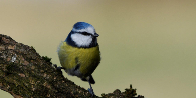 Préparons l'hiver pour les oiseaux, atelier à la Cité des Oiseaux