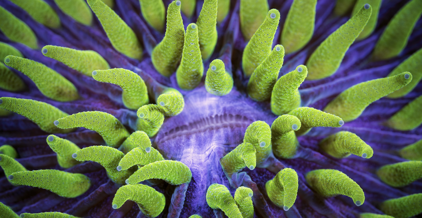 "BIOQUEST, fleurs ou coraux ?", exposition temporaire à la Maison de la Rivière