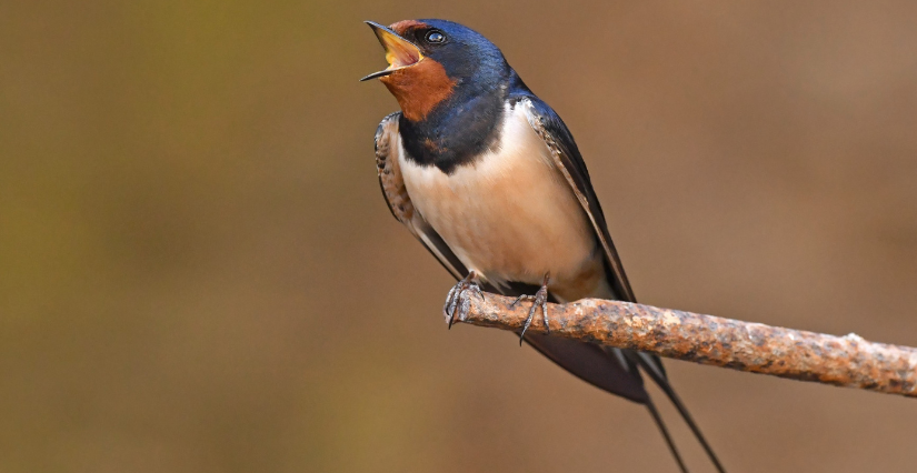 "La migration : un si long voyage", atelier à La Cité des Oiseaux aux Landes Génusson