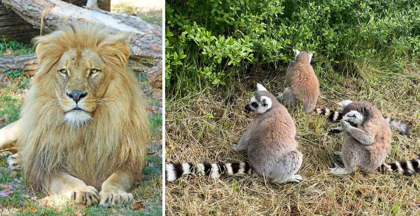 Au printemps, la nature s'éveille à Natur'Zoo !