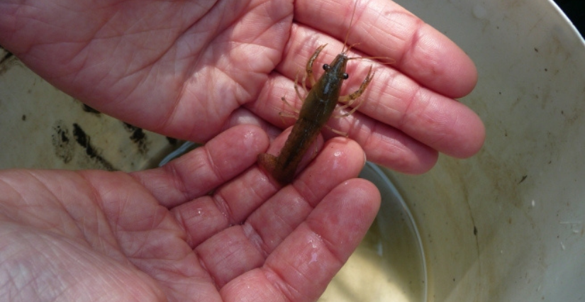 Sortie nature "A la pêche dans les fossés !" à la Réserve des Huttes