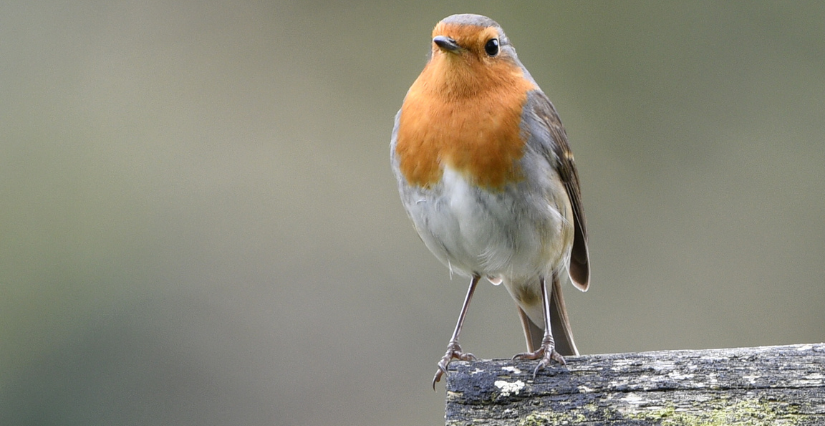 © Conseil départemental de la Vendée Atelier fabrication "un abri douillet pour les rouges-gorges" à la Cité des Oiseaux