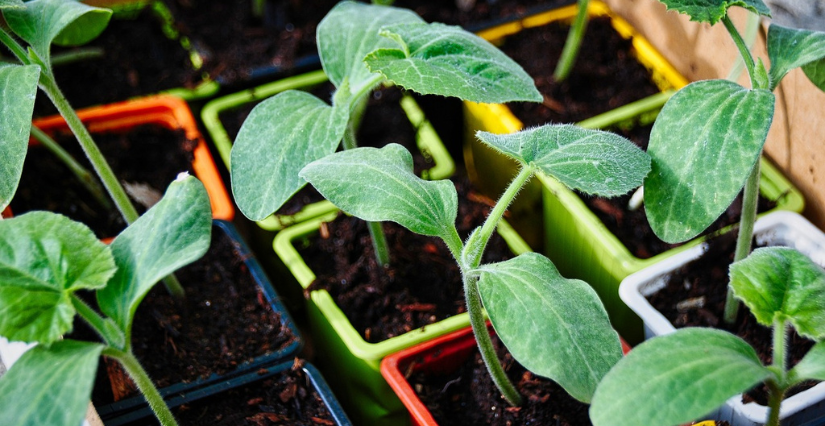 Vente de plants au Conservatoire du Potager Extraordinaire