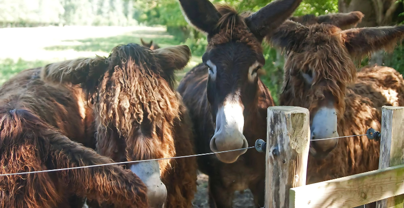 Visite libre de La Ferme du Marais poitevin à Benet