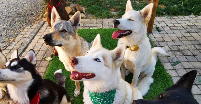Portes ouvertes pour découvrir la meute de Doggy sport à la Ferrière