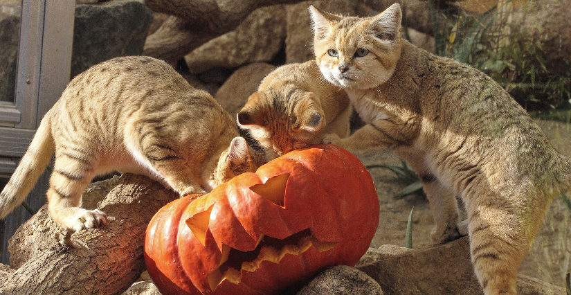 Halloween avec les animaux au Natur'Zoo de Mervent