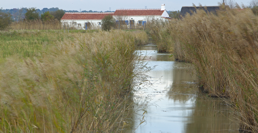 Balade nocturne "Crépuscule sur les Marais du Daviaud" à La Barre-de-Monts
