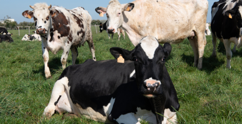 La ferme de Nermoux vous invite à découvrir son activité, dans le cadre du Printemps à la ferme
