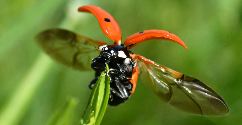 Animation "Sur la piste des coccinelles" au Lac de la Bultière à La Boissière-de-Montaigu