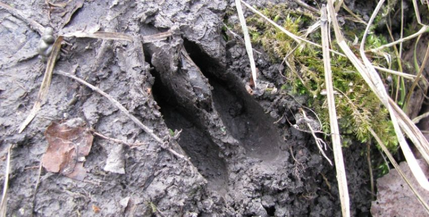 Sur les traces des mammifères de la réserve, atelier à la Réserve biologique Départementale