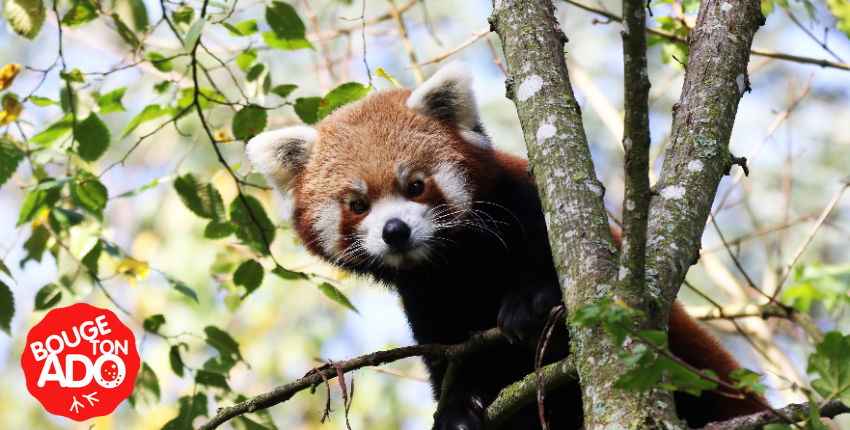 Dans la peau d’un soigneur, pour les ados dès 15 ans, à Natur'Zoo