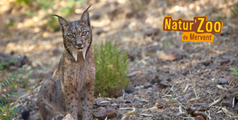 Natur'Zoo, parc animalier pour les familles à Mervent