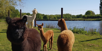 Partez visiter une ferme, en famille, avec le réseau Bienvenue à la ferme